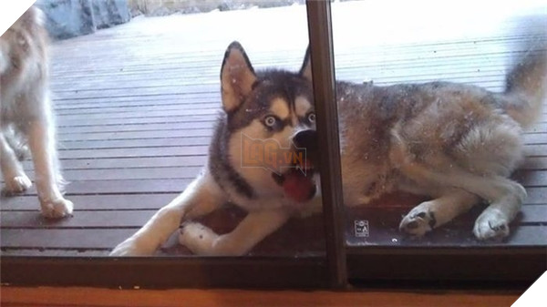 Hơ hơ, trong nhà người ta đang ăn thứ gì ngon quá kìa.