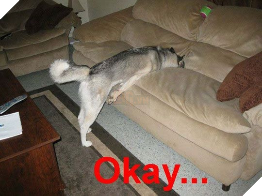 Bắt chuột bằng cách đứng yên bất động, con chuột sẽ tự động chui vào mõm nó.