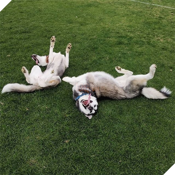 Hai đứa này đang thi xem đứa nào ngốc hơn đó mà.