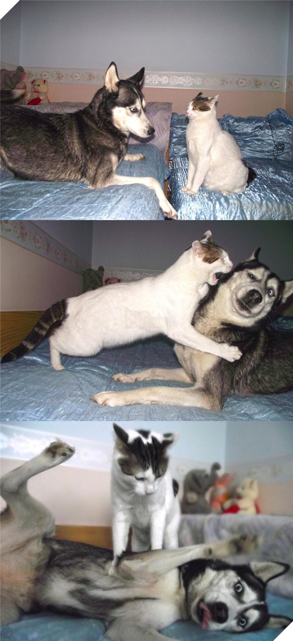 Những cuộc chiến với con mèo không bao giờ có hồi kết, vì nó còn chưa kịp bắt đầu đã có kết quả.