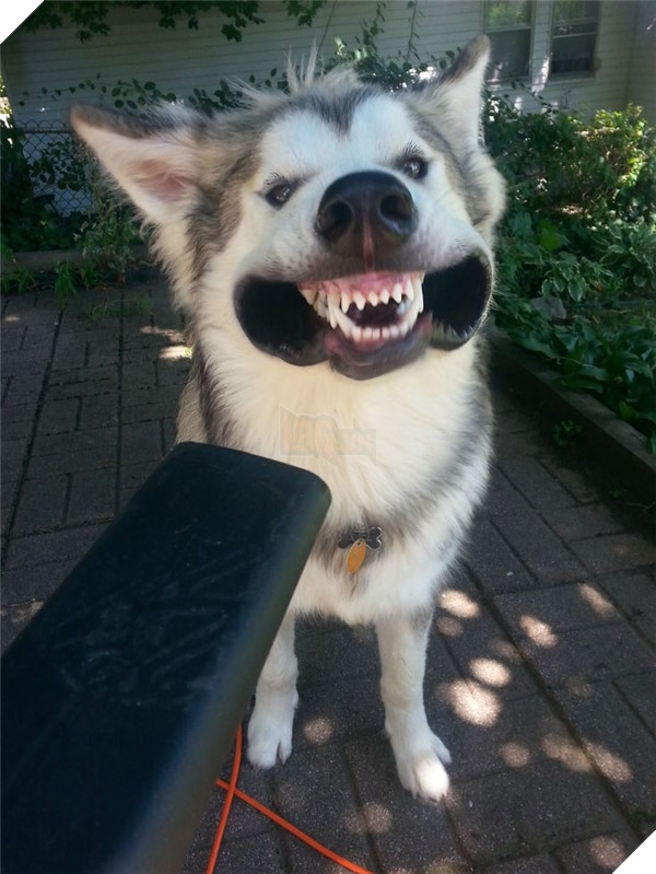 Thú vui khiếm nhã của thanh niên rảnh rỗi.