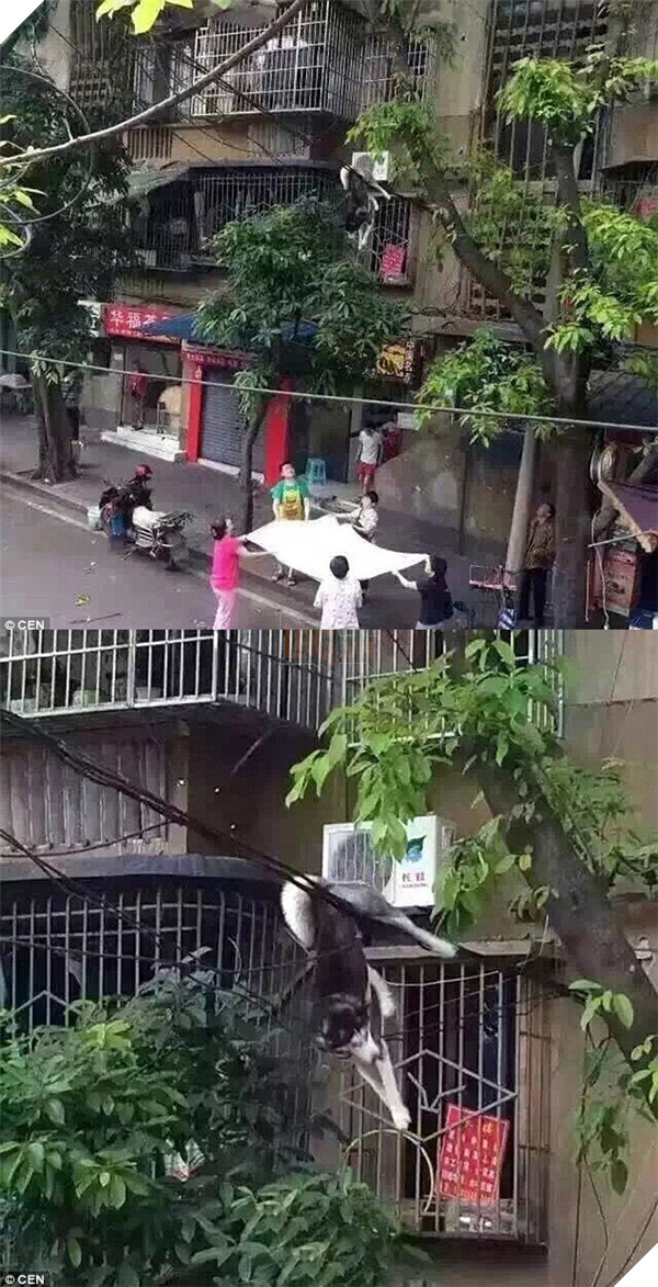 Xả thân đuổi theo con sóc và được cả xóm giải cứu như một vị anh hùng.