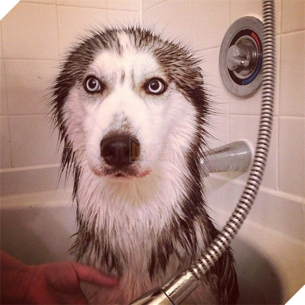 Sau khi tắm rửa xong xuôi, nó đã hiện nguyên hình là một cây xương rồng.