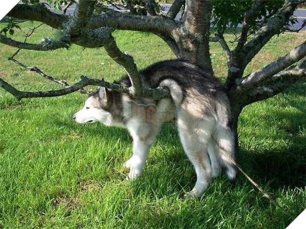 Cái cây ngu ngốc này mày làm gì mà chắn ngang đường thế này?