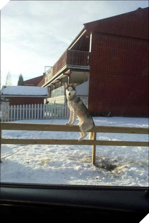 Cả cái xóm này chỉ có mình nó không biết thực ra nó là con mèo.