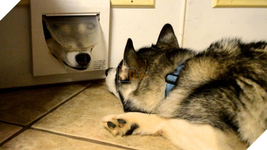 Hai đứa nó có thể nằm nhìn nhau như thế suốt cả ngày cũng được.