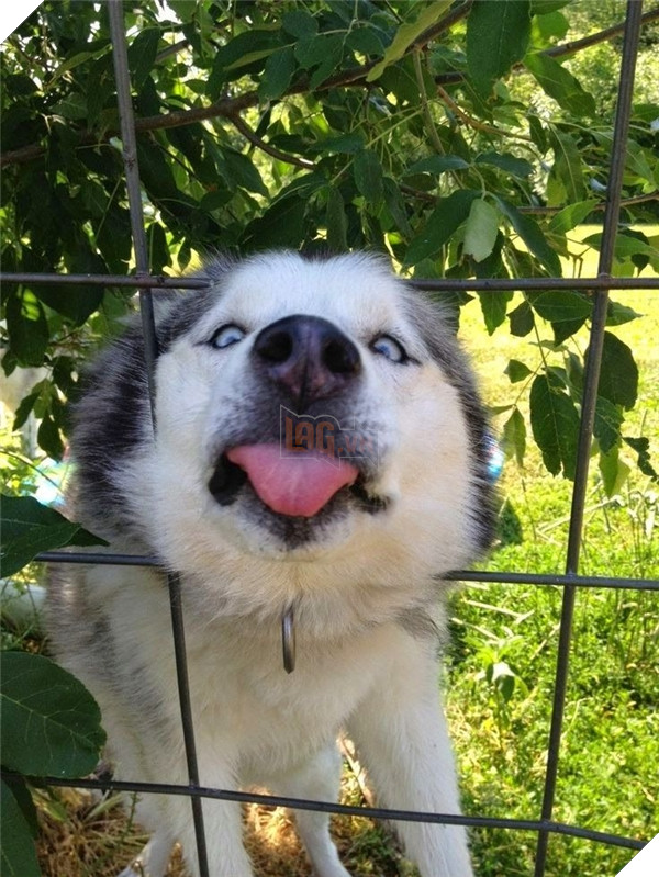 Thấy đầu anh to chưa? Đầu to chứng tỏ thông minh nhé. Đừng có nhờn với anh.