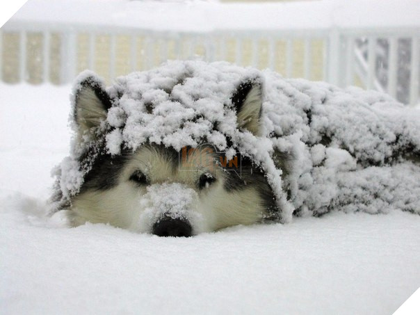 Đây là cách nó ngụy trang.