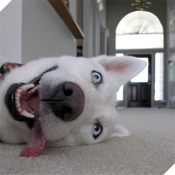 Kẻ trộm xông vào nhà dân. Hắn nhìn thấy cái bản mặt này và đứng cười ngặt nghẽo mất 5 phút. Rồi hắn bị gô cổ.