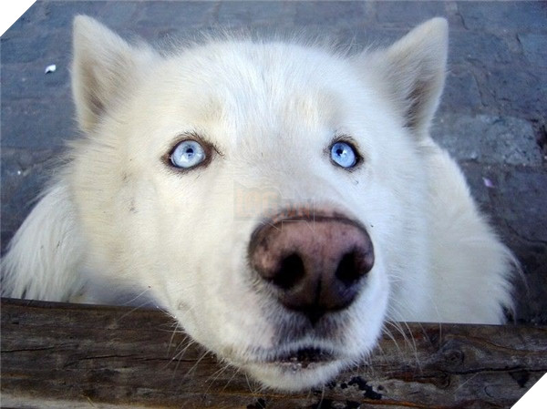 Đôi khi ngốc nghếch cũng là một lợi thế, đặc biệt là khi bạn đi ăn xin.