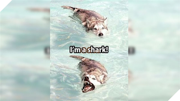 Ta là con cá mập đây!