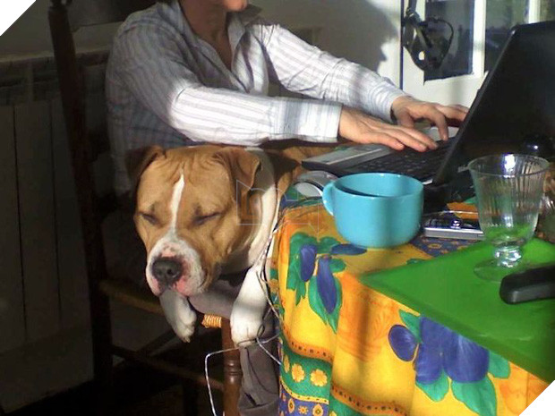 Chân dung 15 chú chó lớn tướng nhưng cứ nghĩ mình vẫn còn là cún cưng bé bỏng - Ảnh 19.