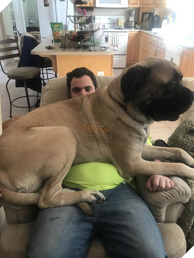 Chân dung 15 chú chó lớn tướng nhưng cứ nghĩ mình vẫn còn là cún cưng bé bỏng - Ảnh 5.