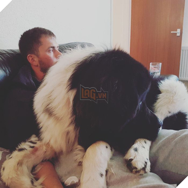 Chân dung 15 chú chó lớn tướng nhưng cứ nghĩ mình vẫn còn là cún cưng bé bỏng - Ảnh 27.