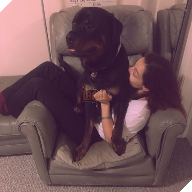 Chân dung 15 chú chó lớn tướng nhưng cứ nghĩ mình vẫn còn là cún cưng bé bỏng - Ảnh 15.