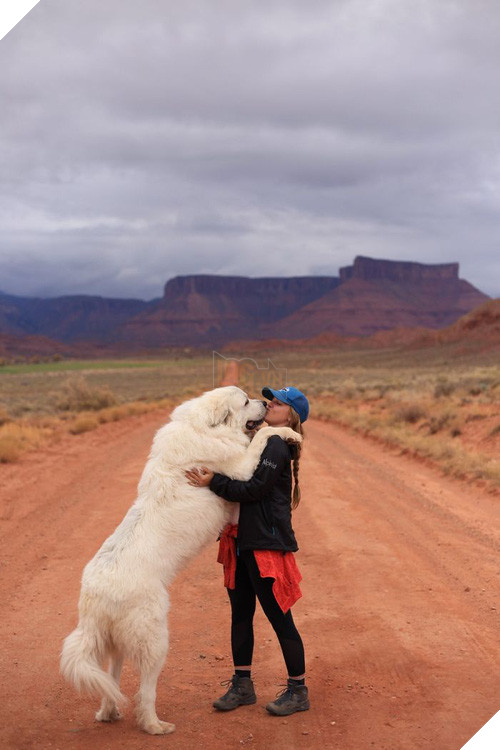Chân dung 15 chú chó lớn tướng nhưng cứ nghĩ mình vẫn còn là cún cưng bé bỏng - Ảnh 17.