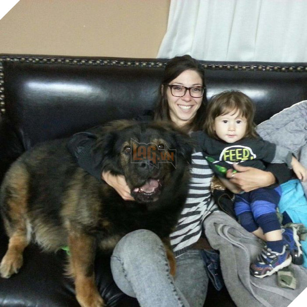 Chân dung 15 chú chó lớn tướng nhưng cứ nghĩ mình vẫn còn là cún cưng bé bỏng - Ảnh 23.