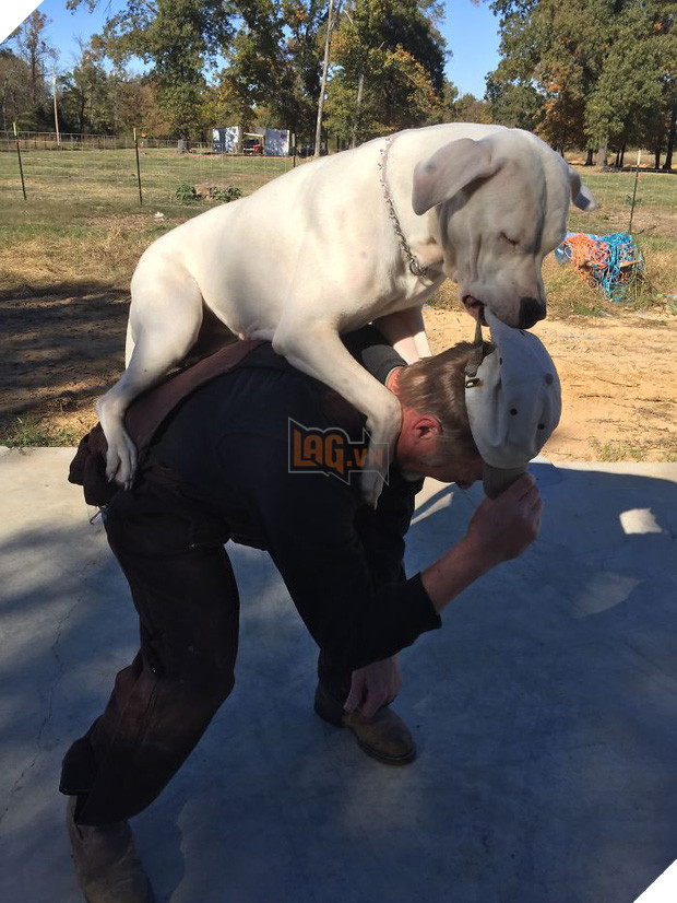 Chân dung 15 chú chó lớn tướng nhưng cứ nghĩ mình vẫn còn là cún cưng bé bỏng - Ảnh 13.