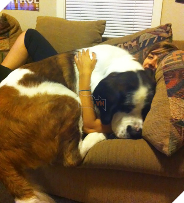 Chân dung 15 chú chó lớn tướng nhưng cứ nghĩ mình vẫn còn là cún cưng bé bỏng - Ảnh 1.