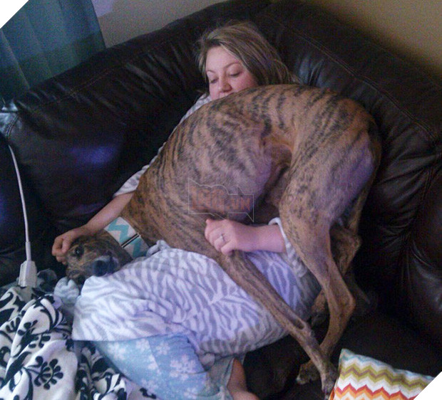 Chân dung 15 chú chó lớn tướng nhưng cứ nghĩ mình vẫn còn là cún cưng bé bỏng - Ảnh 7.