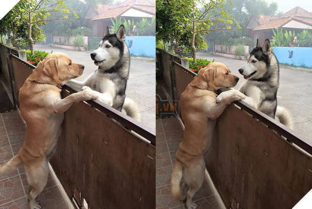 Chú chó husky thật tuyệt vời khi ôm chặt một người bạn đồng hành của mình. Những hình ảnh tràn đầy tình cảm này sẽ khiến bạn cảm thấy ấm lòng và cảm nhận được tình bạn chân thành và tình yêu đối với động vật.