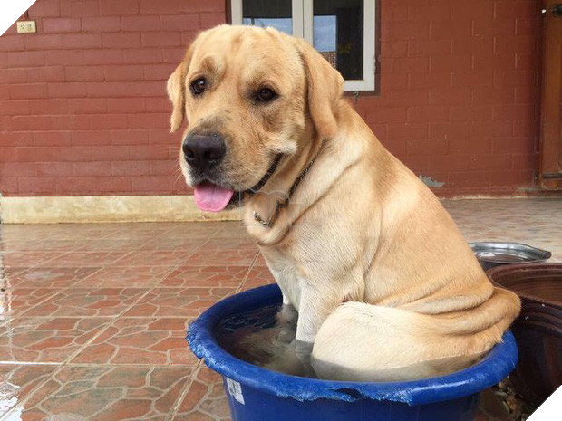 Sau nhiều ngày cô đơn, chú chó husky lao sang nhà hàng xóm, trèo lên hàng rào để ôm chặt anh bạn thân - Ảnh 2.