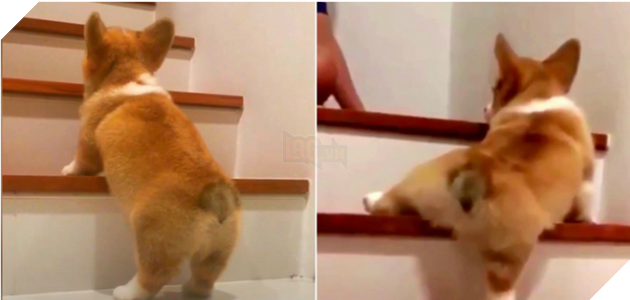Cười nghiêng ngả với 13 chú cún học lên xuống cầu thang, #12 vừa chân ngắn lại tròn như cục bông, làm sao đây?