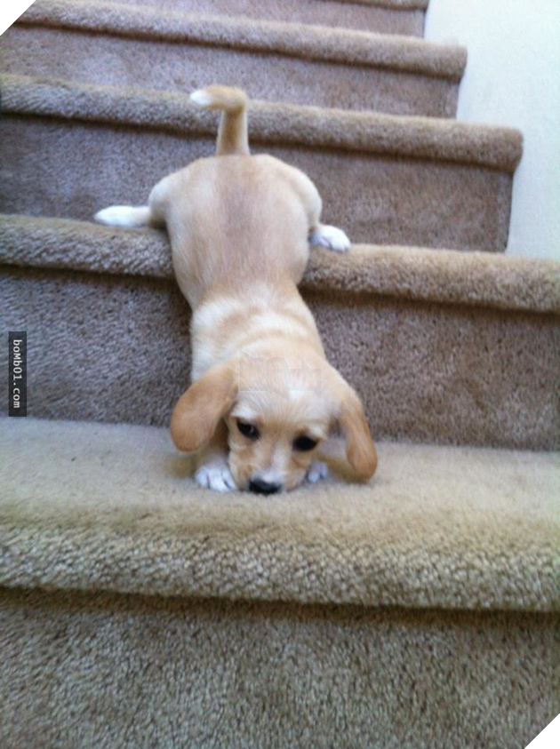 Cười nghiêng ngả với 13 chú cún học lên xuống cầu thang, #12 vừa chân ngắn lại tròn như cục bông, làm sao đây? 5