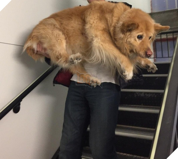 21 chú chó dù to xác nhưng lại có tâm hồn mong manh dễ vỡ - Ảnh 1.