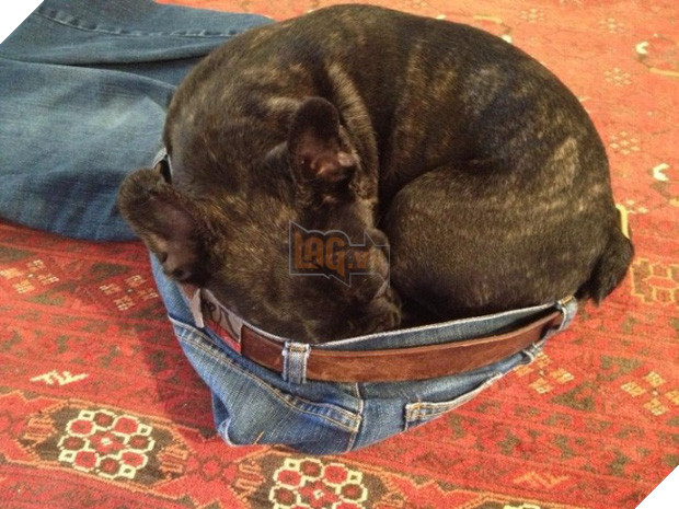 21 chú chó dù to xác nhưng lại có tâm hồn mong manh dễ vỡ - Ảnh 19.