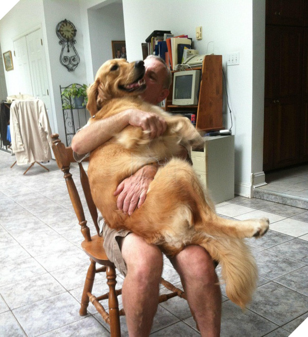 21 chú chó dù to xác nhưng lại có tâm hồn mong manh dễ vỡ - Ảnh 21.