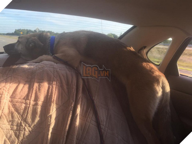 21 chú chó dù to xác nhưng lại có tâm hồn mong manh dễ vỡ - Ảnh 23.