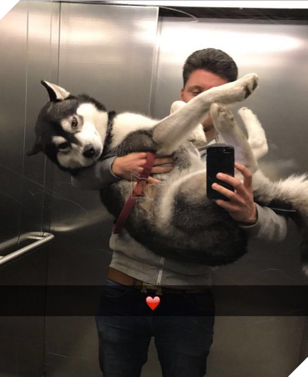 21 chú chó dù to xác nhưng lại có tâm hồn mong manh dễ vỡ - Ảnh 25.