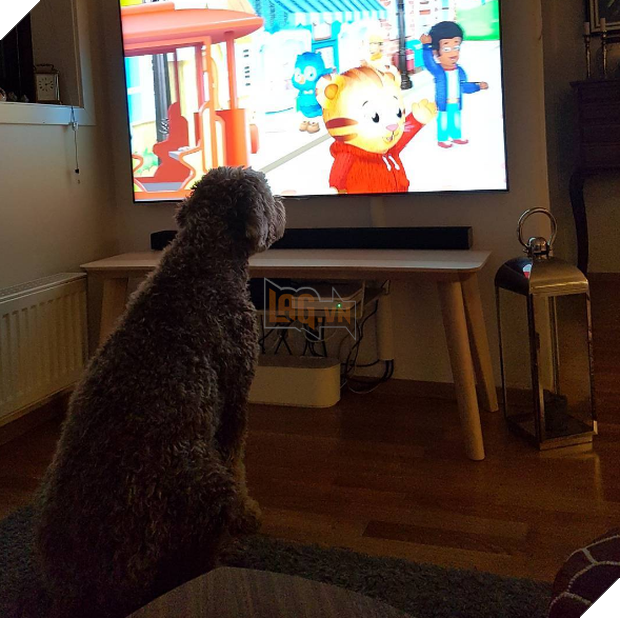 21 chú chó dù to xác nhưng lại có tâm hồn mong manh dễ vỡ - Ảnh 27.