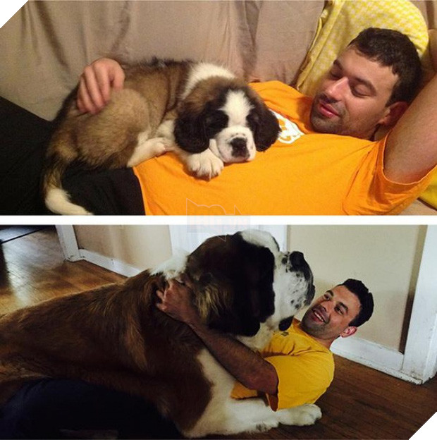 21 chú chó dù to xác nhưng lại có tâm hồn mong manh dễ vỡ - Ảnh 29.