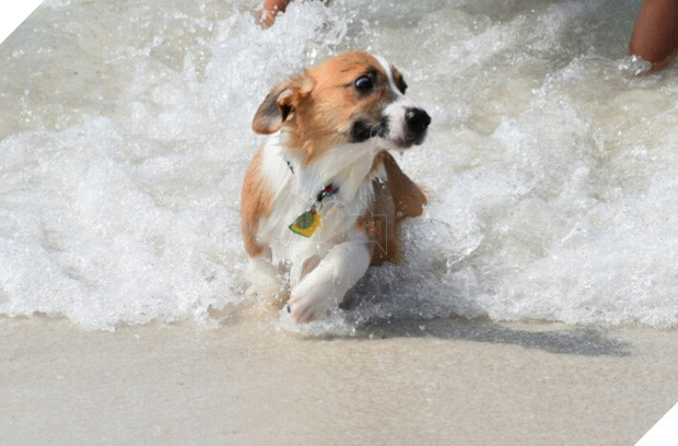 21 chú chó dù to xác nhưng lại có tâm hồn mong manh dễ vỡ - Ảnh 31.