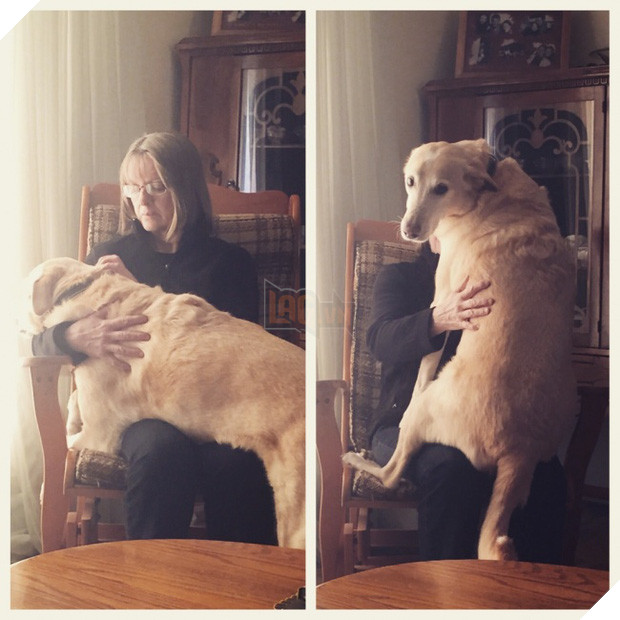 21 chú chó to xác nhưng lại có tâm hồn rất mong manh