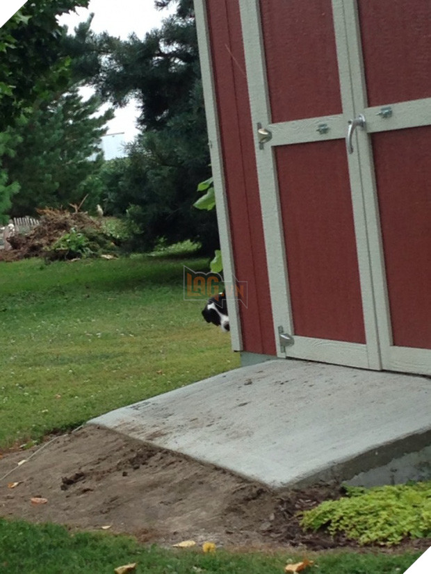 21 chú chó dù to xác nhưng lại có tâm hồn mong manh dễ vỡ - Ảnh 35.