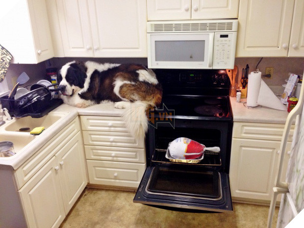 21 chú chó dù to xác nhưng lại có tâm hồn mong manh dễ vỡ - Ảnh 39.