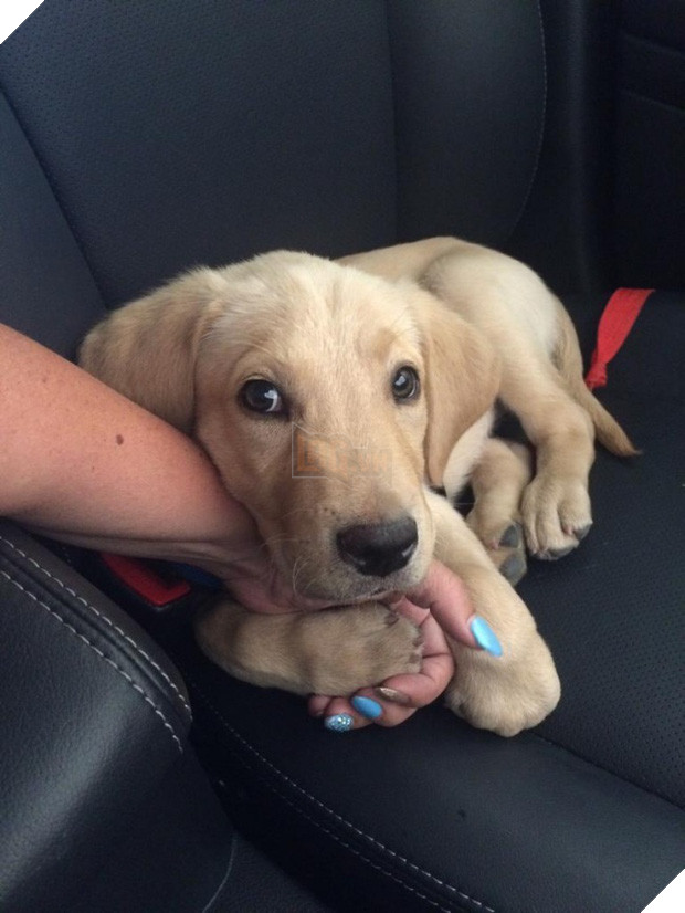 21 chú chó dù to xác nhưng lại có tâm hồn mong manh dễ vỡ - Ảnh 5.