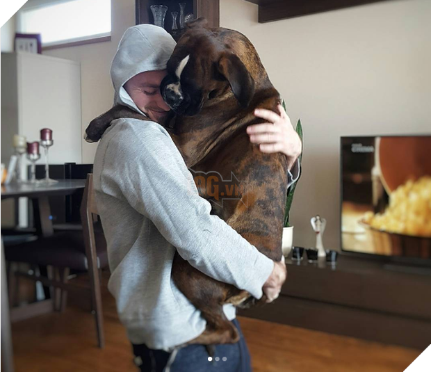 21 chú chó dù to xác nhưng lại có tâm hồn mong manh dễ vỡ - Ảnh 11.