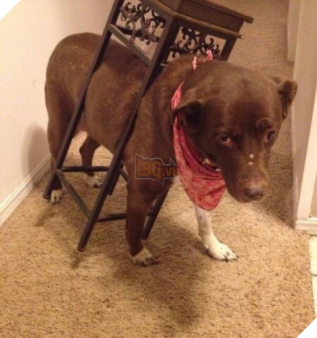 21 chú chó dù to xác nhưng lại có tâm hồn mong manh dễ vỡ - Ảnh 13.