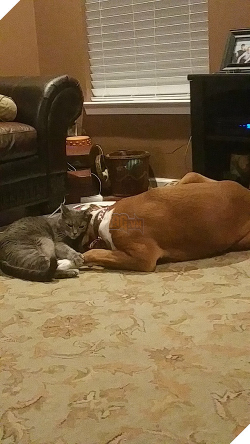 21 chú chó dù to xác nhưng lại có tâm hồn mong manh dễ vỡ - Ảnh 15.