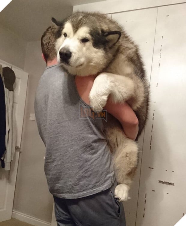 21 chú chó dù to xác nhưng lại có tâm hồn mong manh dễ vỡ - Ảnh 17.