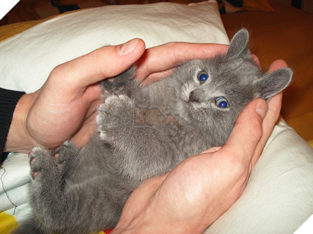 (Ảnh: Googleusercontent)