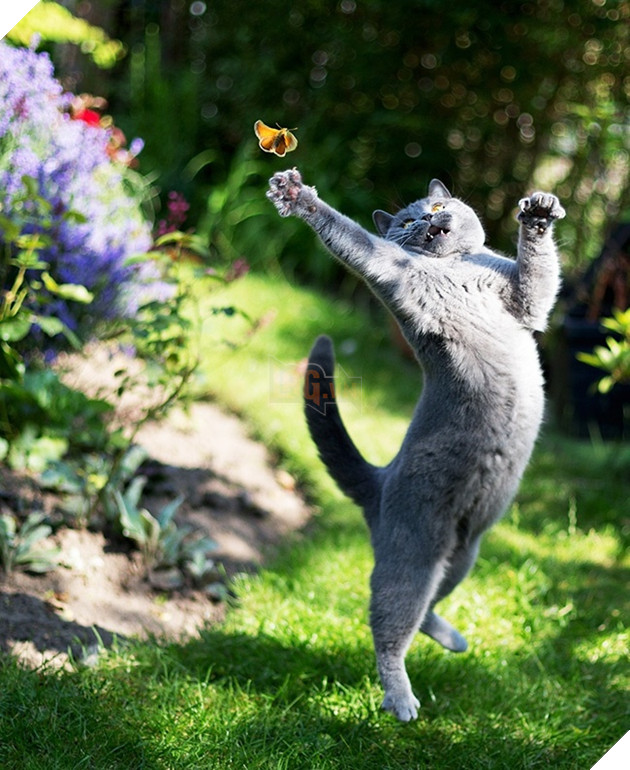 (Ảnh: Kemal Selimovic)