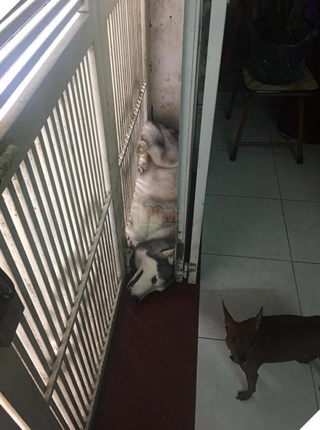 chó husky đáng yêu