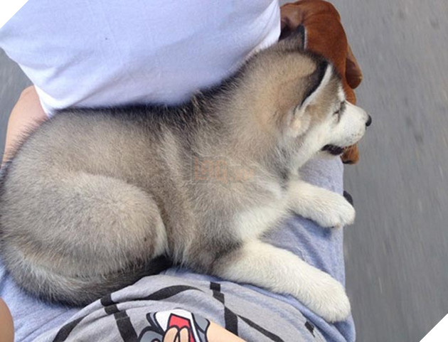 chó husky đáng yêu