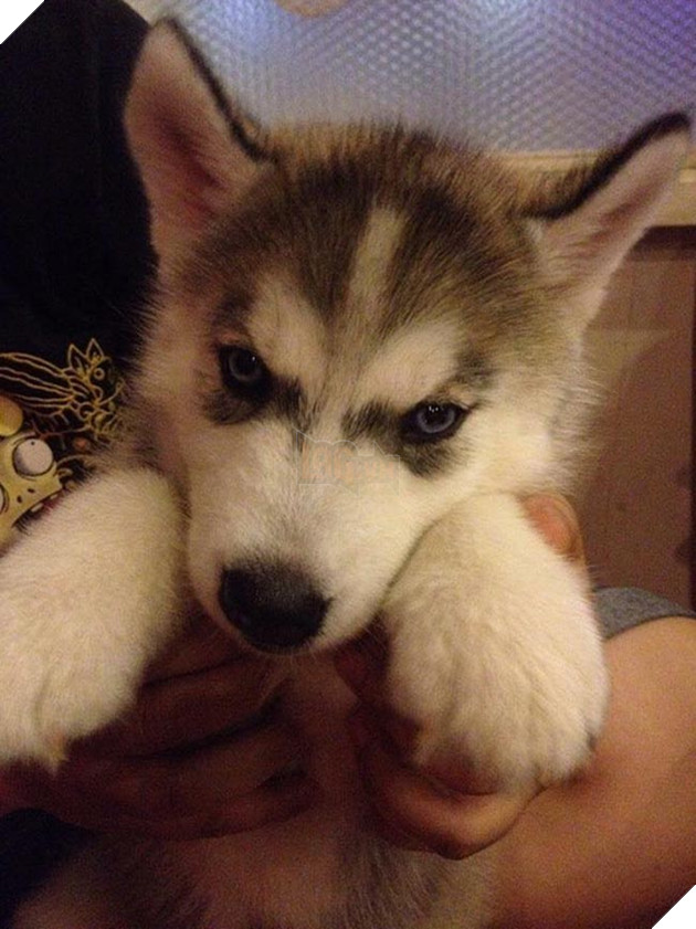 chó husky đáng yêu