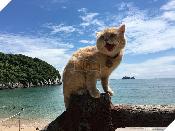 Có một chú mèo tên Chó thiên biến vạn hóa khôn lường như thế này